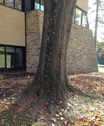 bon tree2