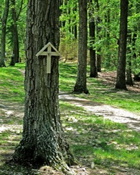 bon tree