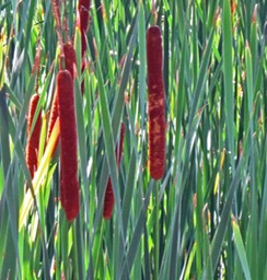 bon willows1
