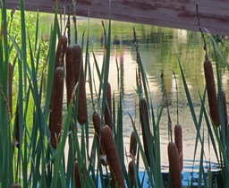 bon willows2