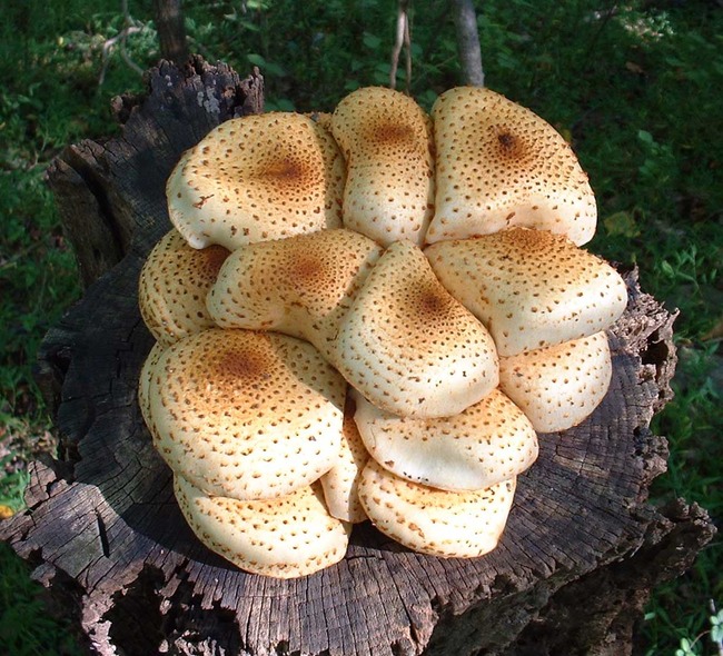 mushroom1.jpg