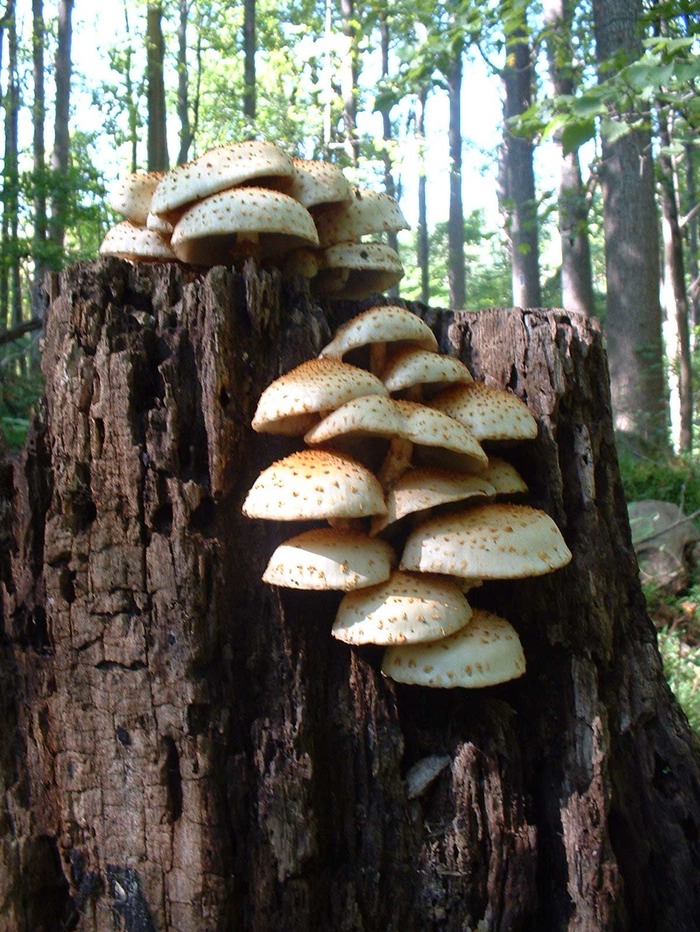 mushroom3.jpg