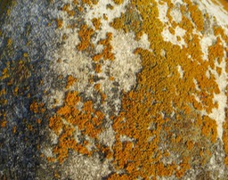 rust